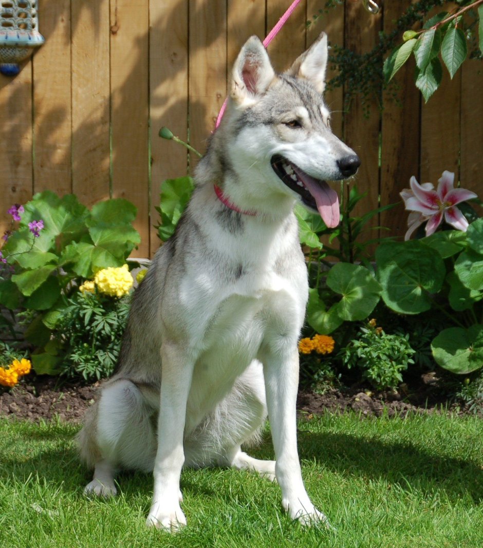 Тамасканская собака Красноярск