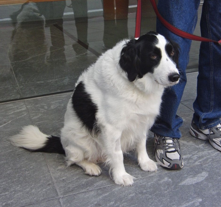 Border Collie (бордер колли)