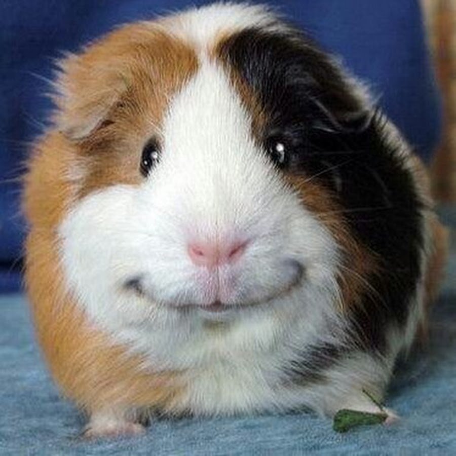 Морские свинки