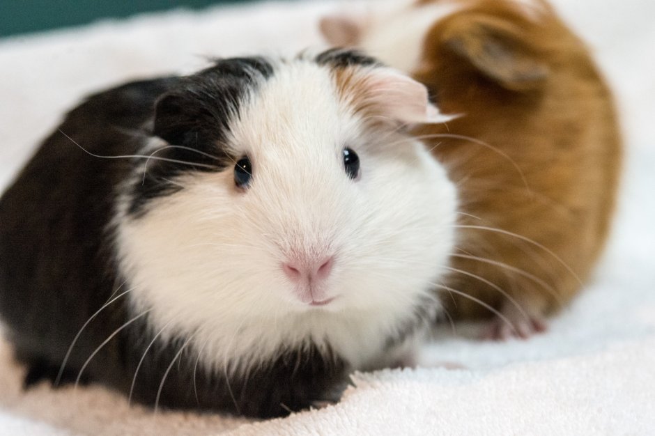 Морская Свинка Джиппи