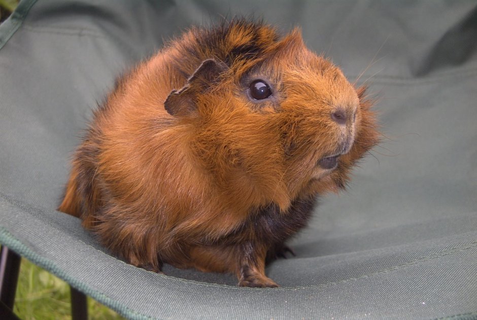 Розетчатая морская Свинка