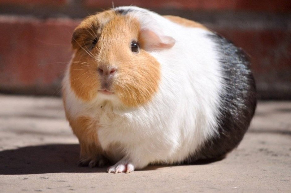 Морская Свинка Куи