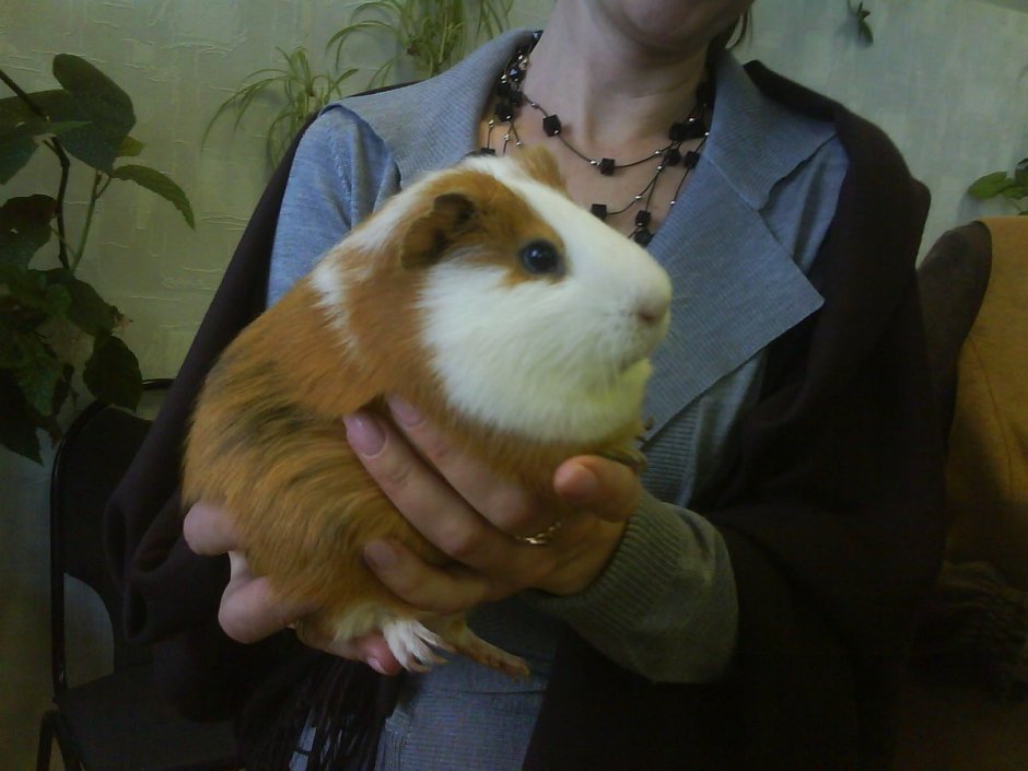 Морская Свинка Куи