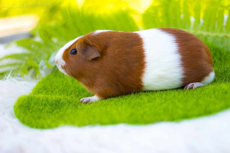 Морская Свинка гладкошерстная