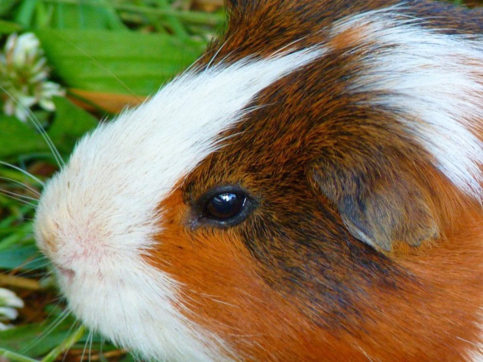 Cavia porcellus (Guinea Pig)