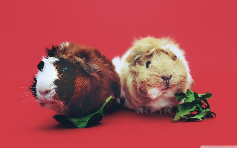 Морская Свинка Джиппи