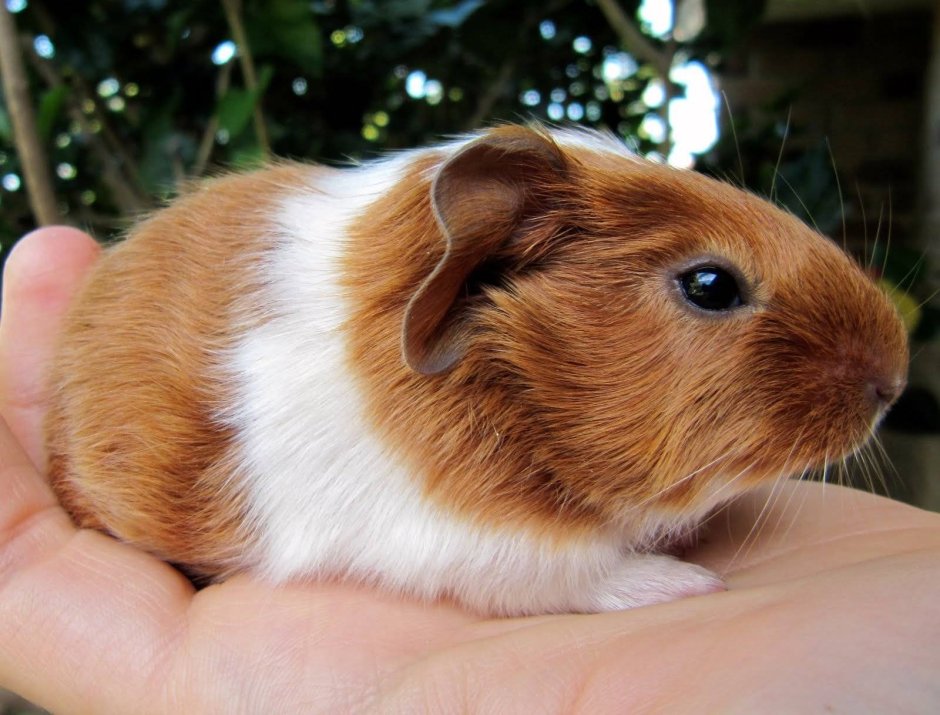 Морская Свинка крестед