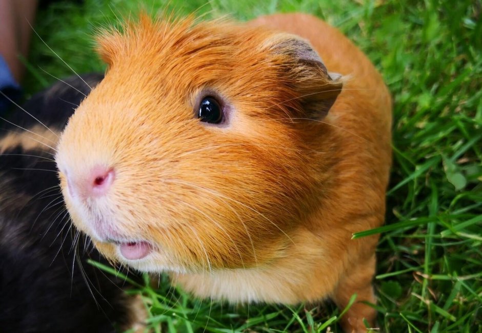 Морская Свинка короткошерстная