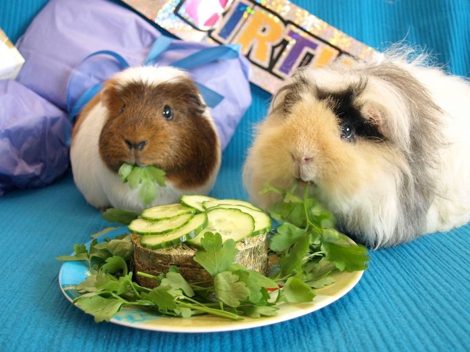 Морские свинки