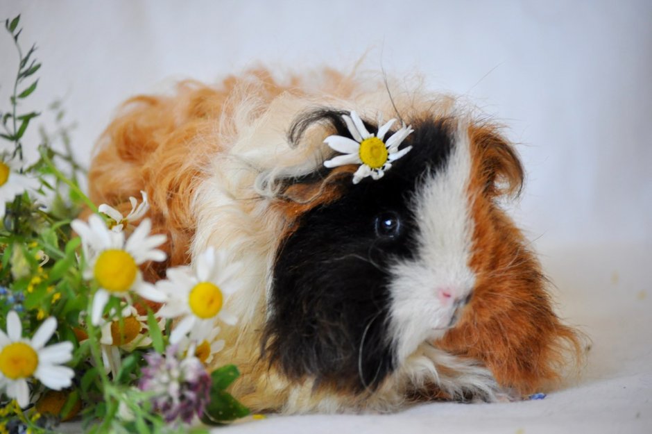 Морская Свинка розеточная длинношерстная