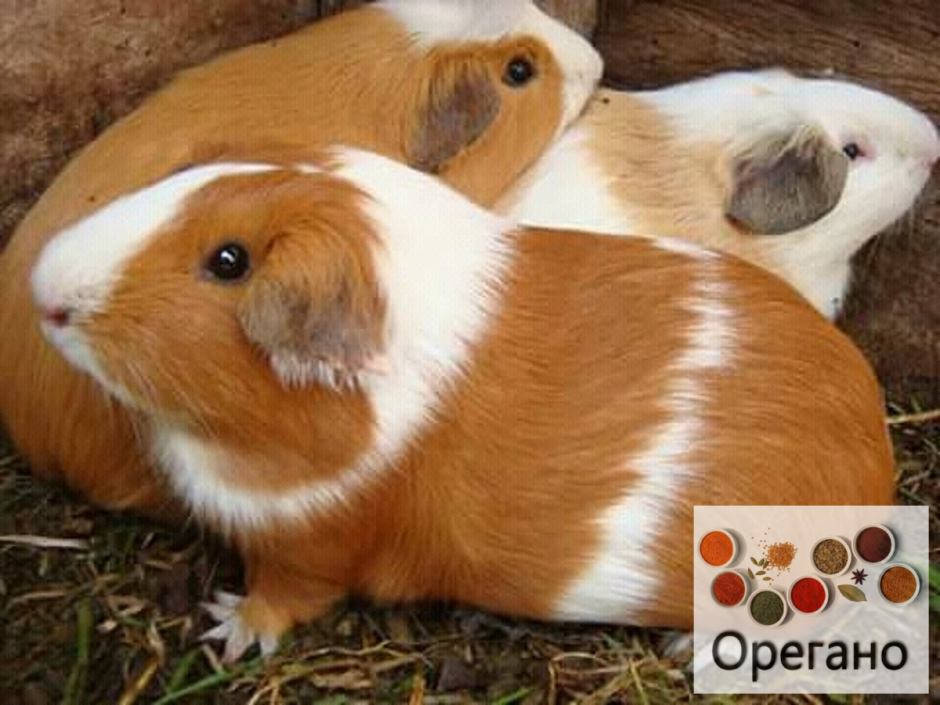 Цветной крестед морская Свинка