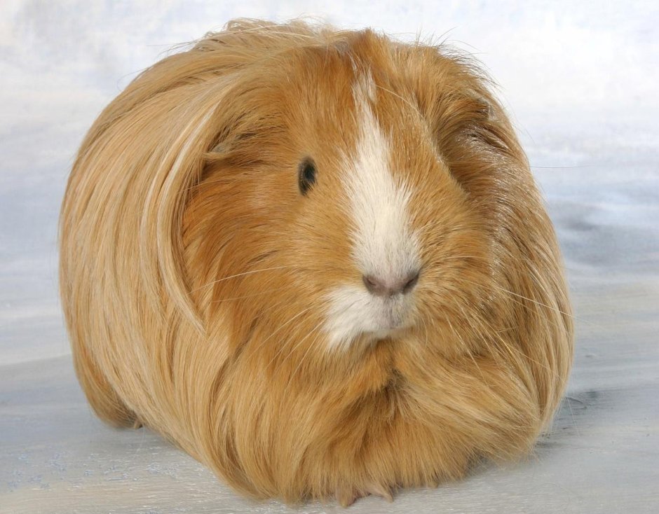 Морские свинки 50 кг