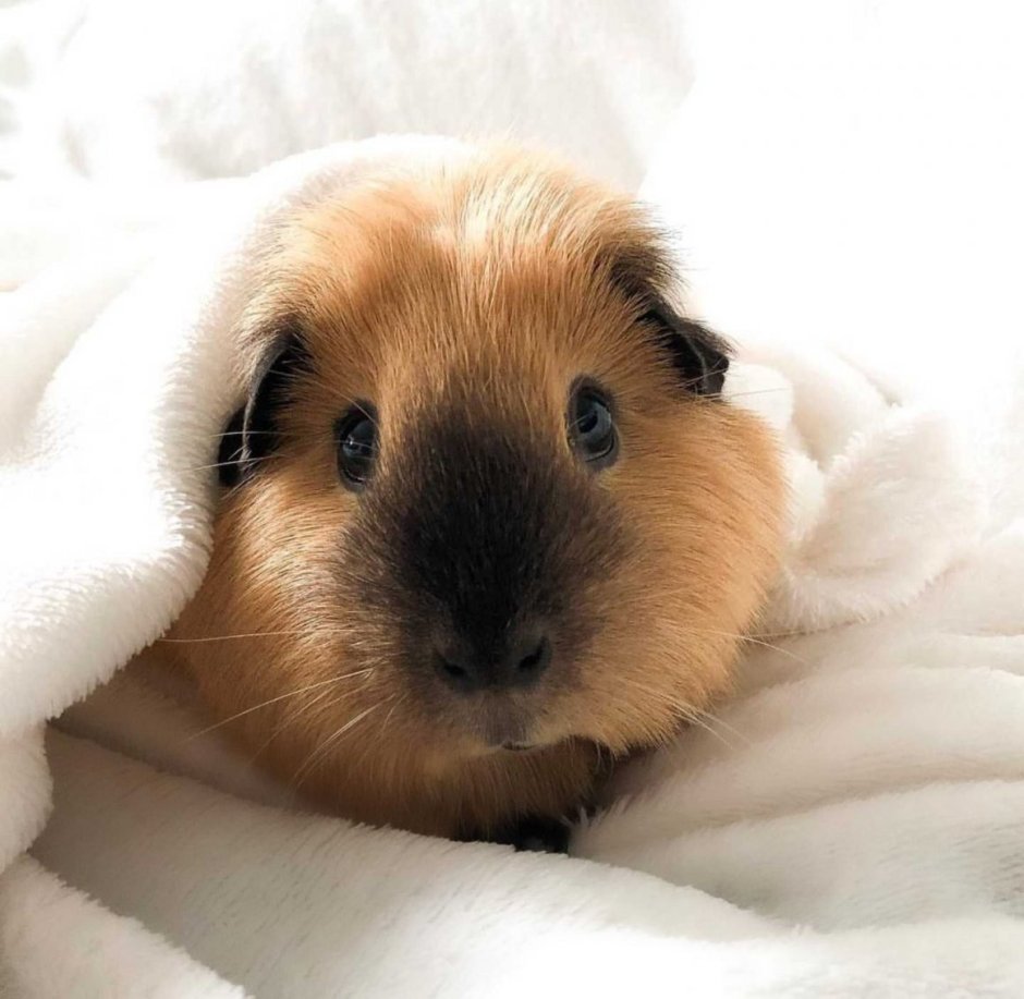 Ангорская морская Свинка