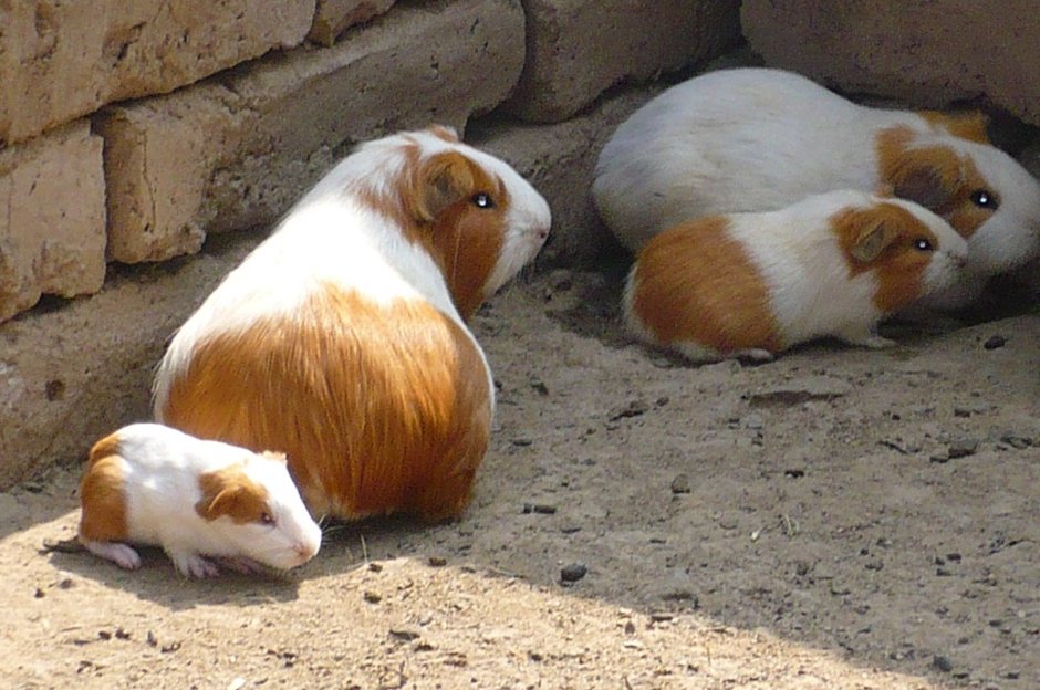 Морские свинки породы Куи