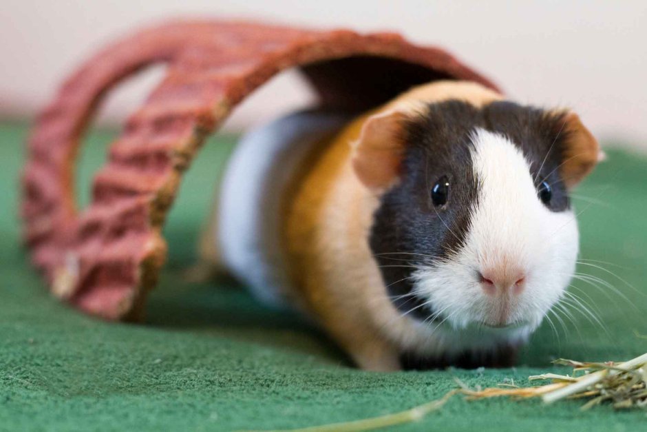 Морская Свинка Дамбо