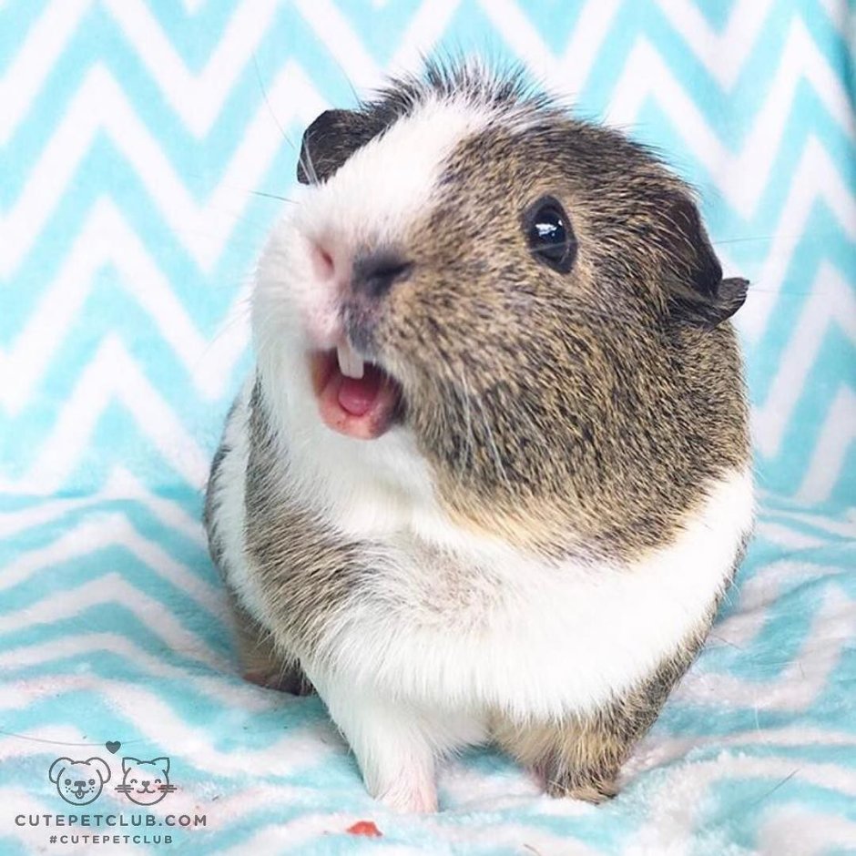 Домашние морские свинки