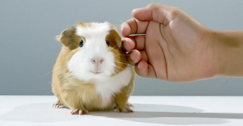 Попкорнинг у морских свинок