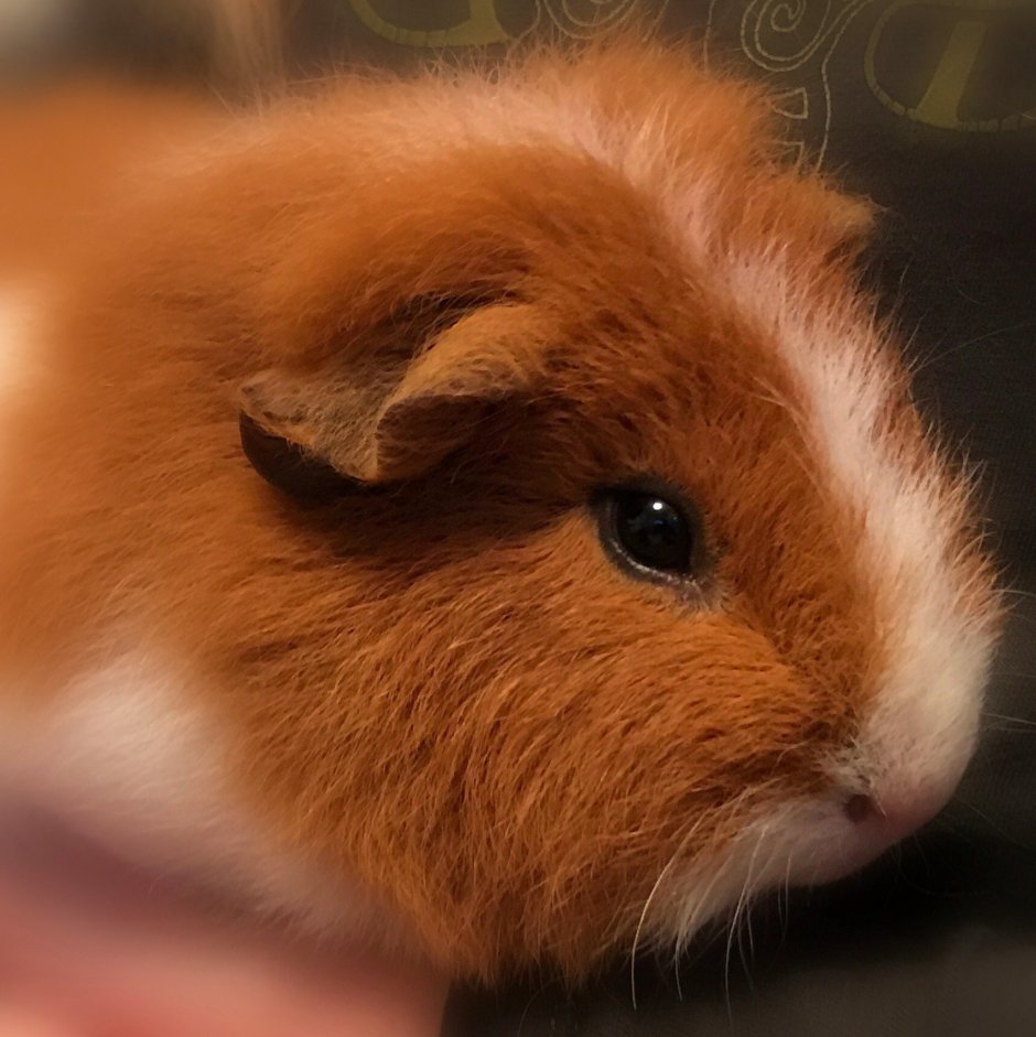 Куи морская Свинка фото