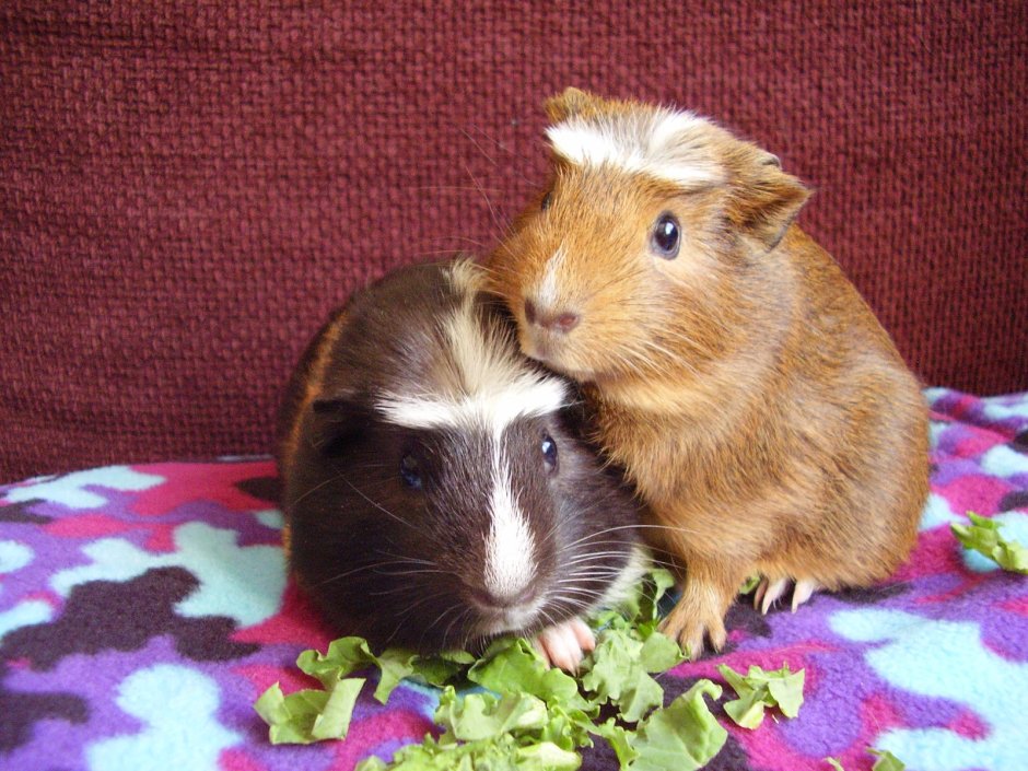 Морские свинки породы Куи