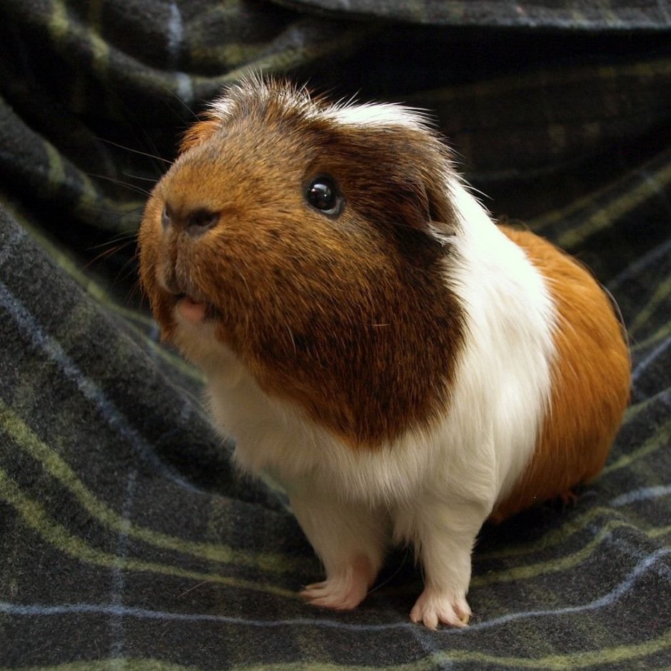 Морские свинки