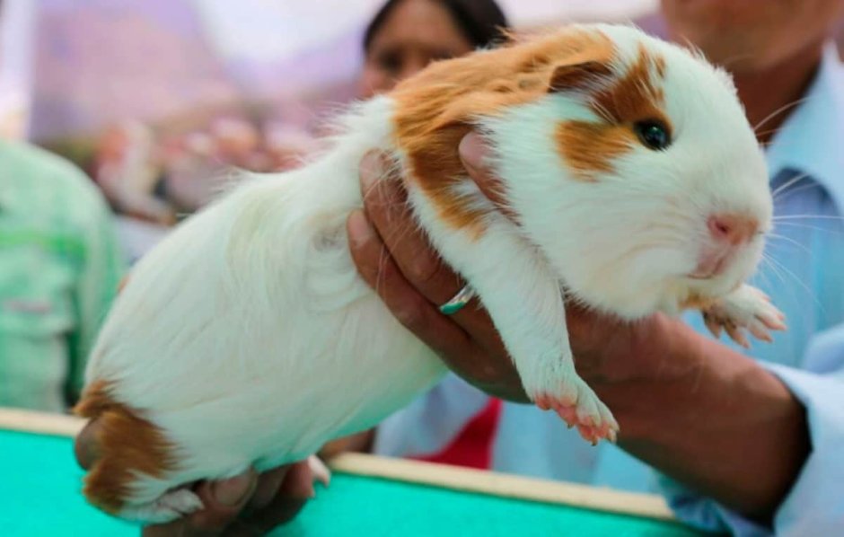 Морская Свинка Куи гигантская