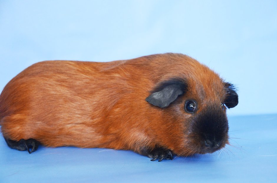 Розетчатая морская Свинка