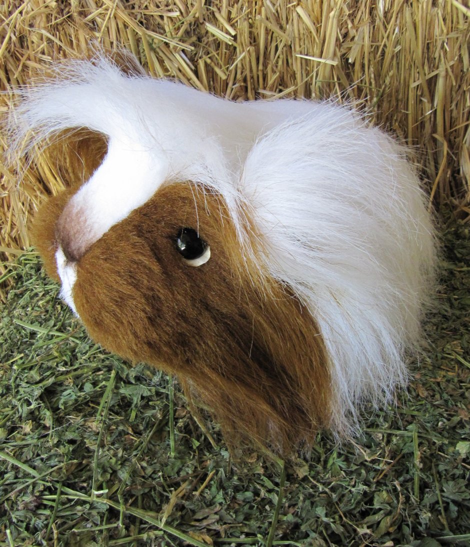 Розетчатая морская Свинка