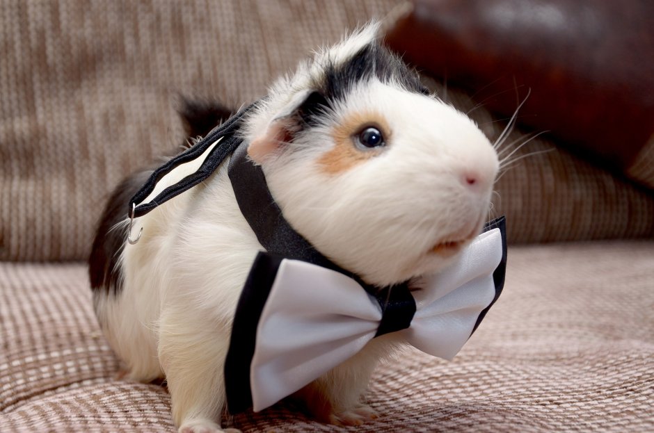 Большая морская Свинка Куи