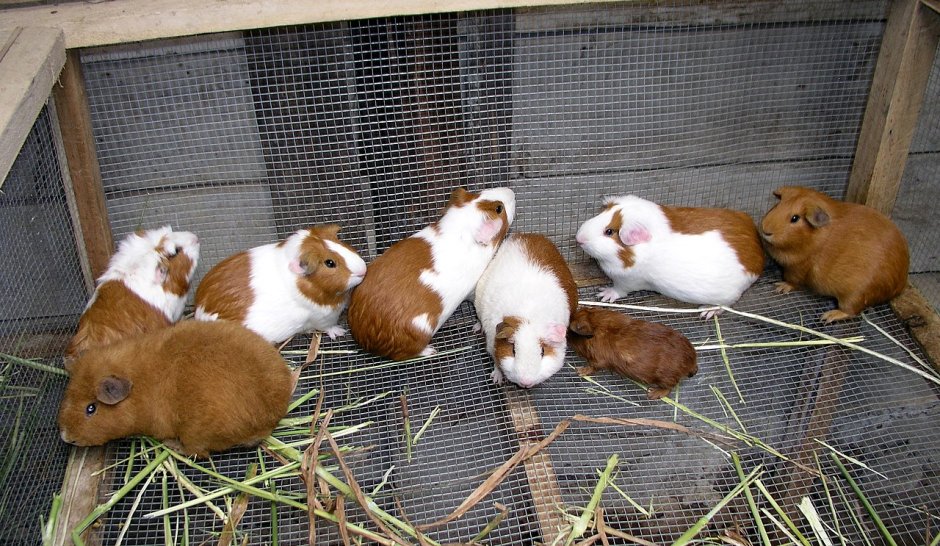 Куй морская Свинка