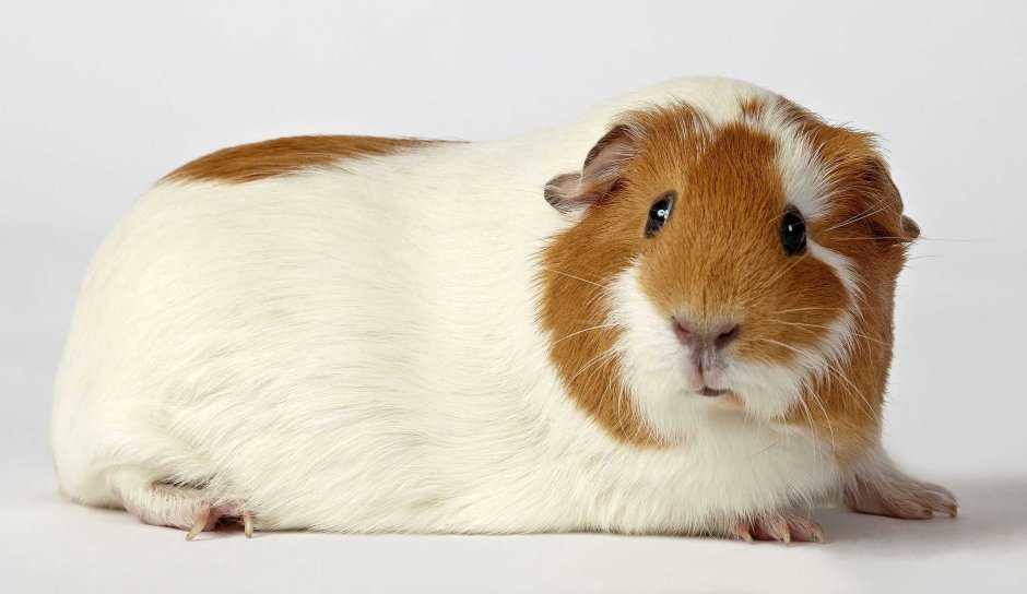 Экзотические морские свинки