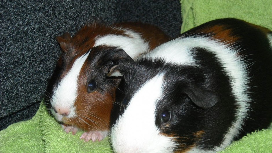 Морская Свинка обыкновенная трехцветная