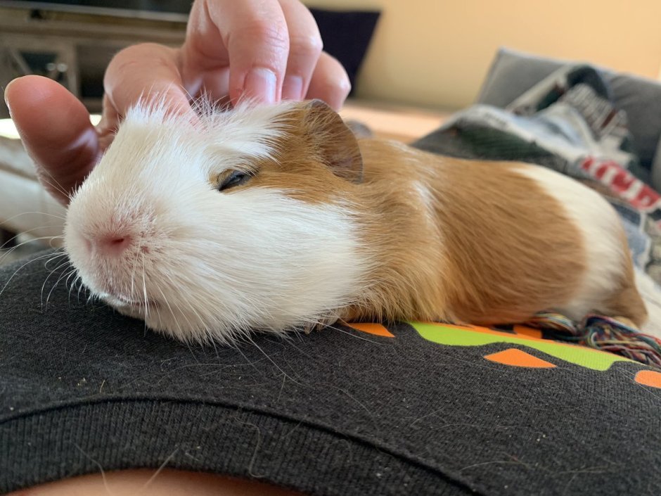 Порофикс морская Свинка