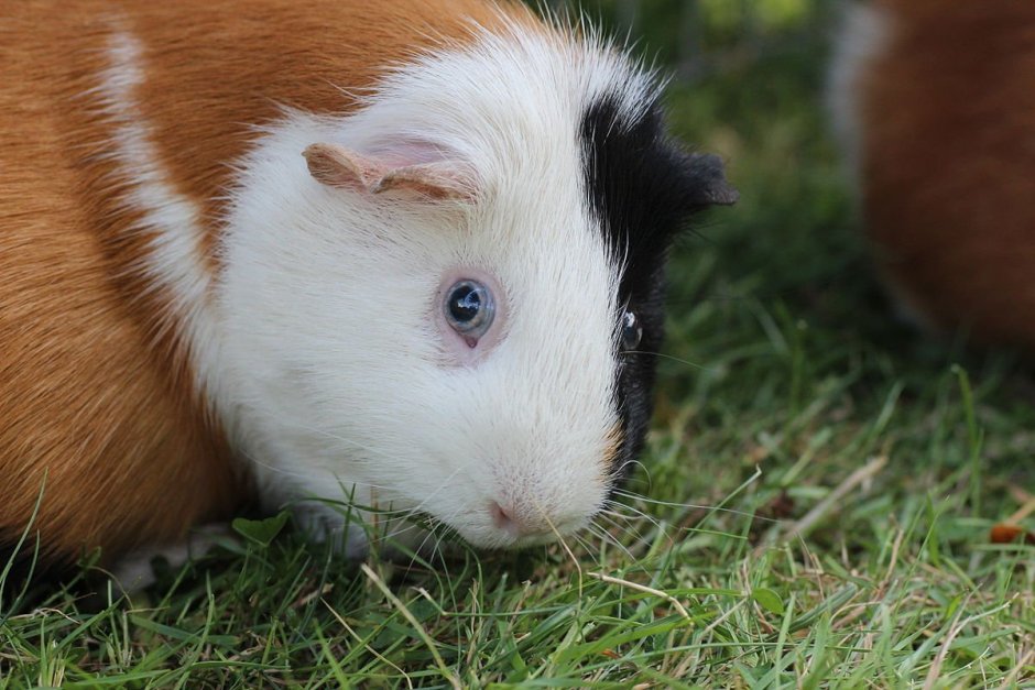 Морская Свинка короткошерстная