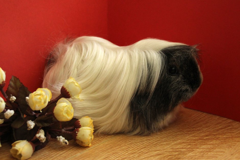 Морские свинки породы Королевские