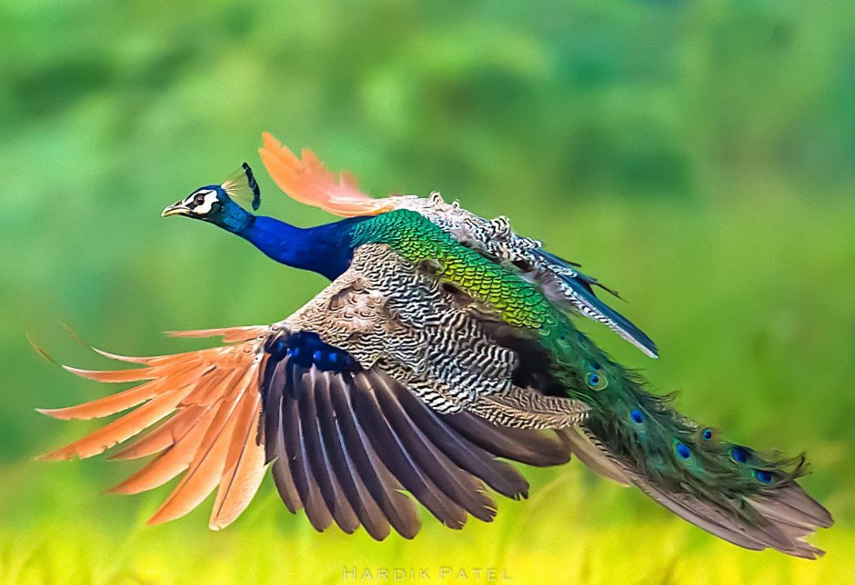 Peacock Flying
