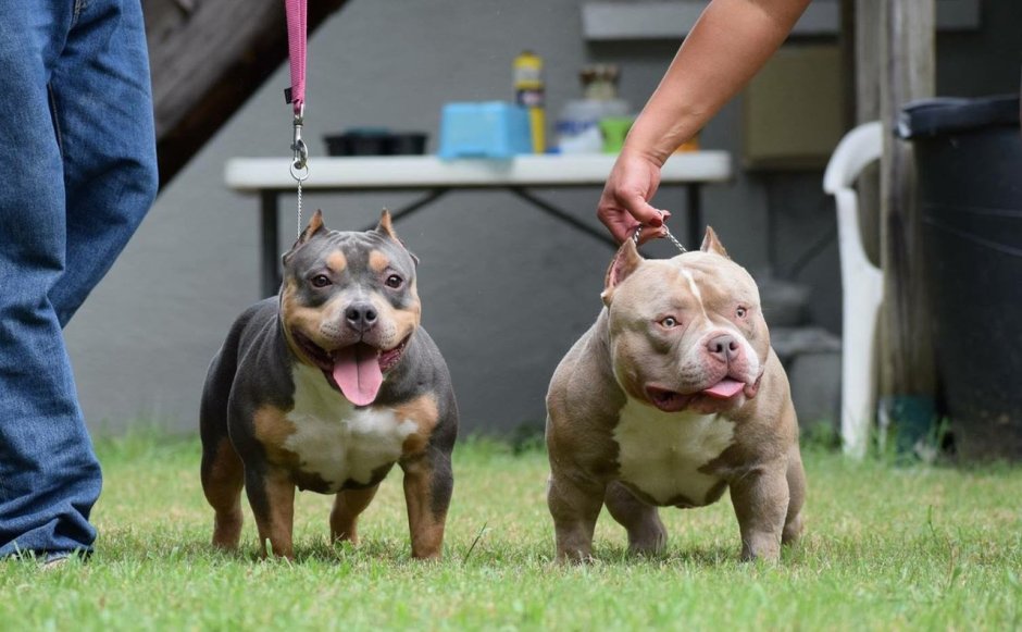 American Bully exotic