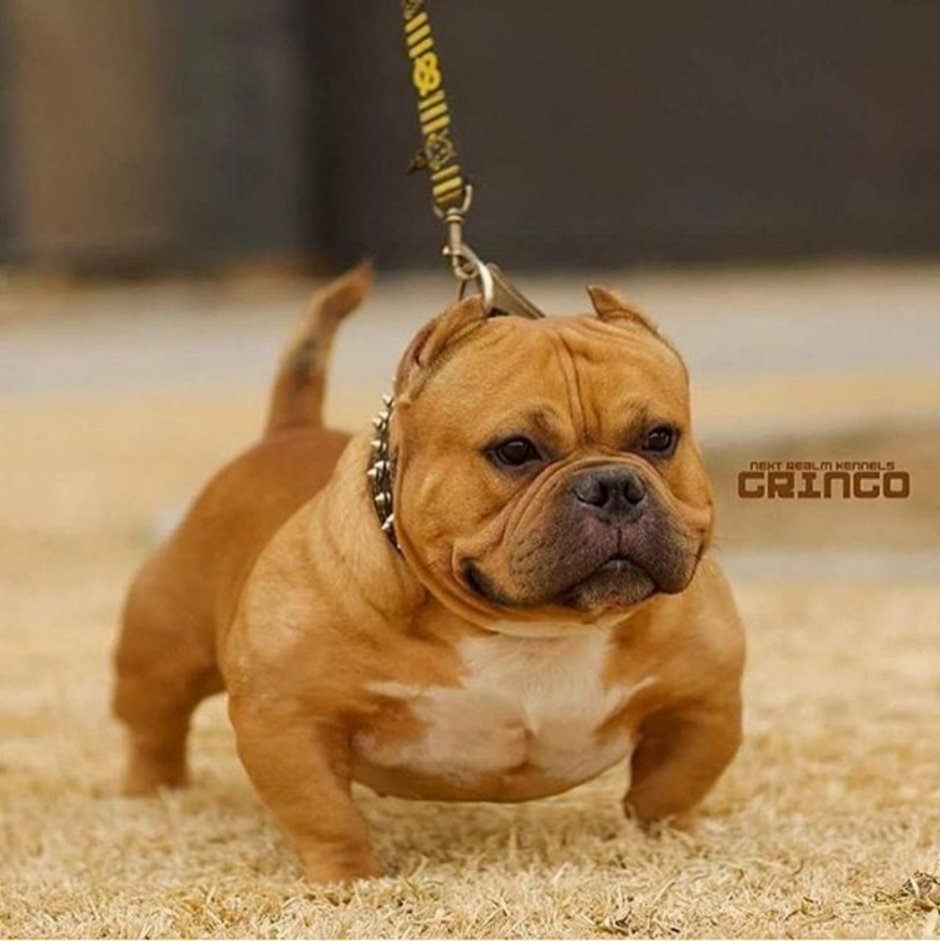 Микро Экзотик булли