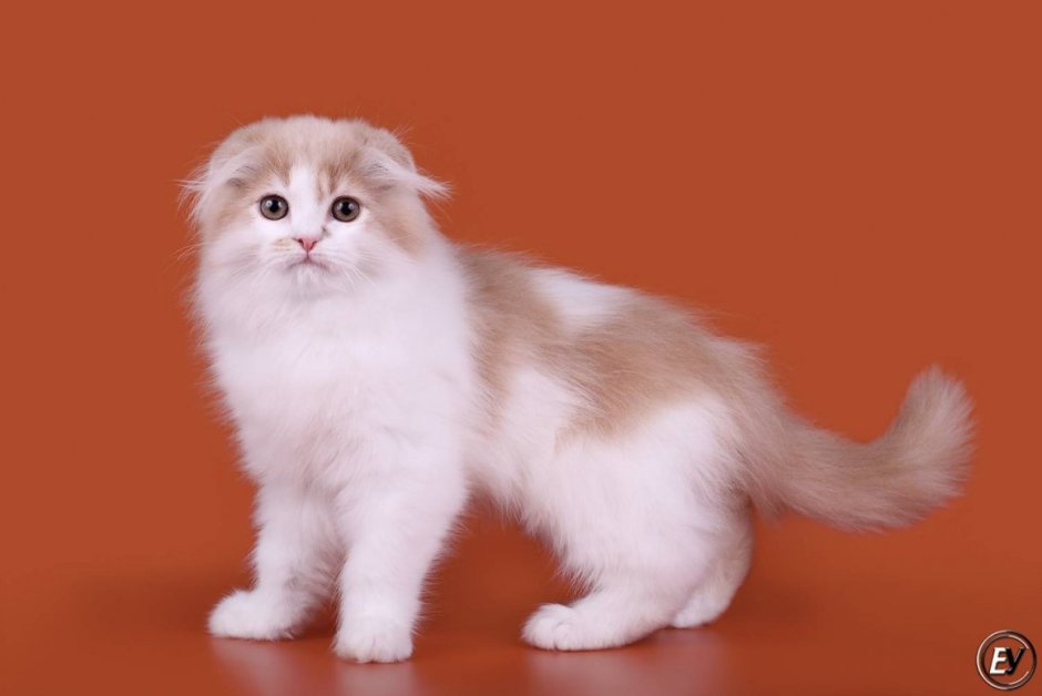 Шотландская вислоухая кошка хайленд фолд