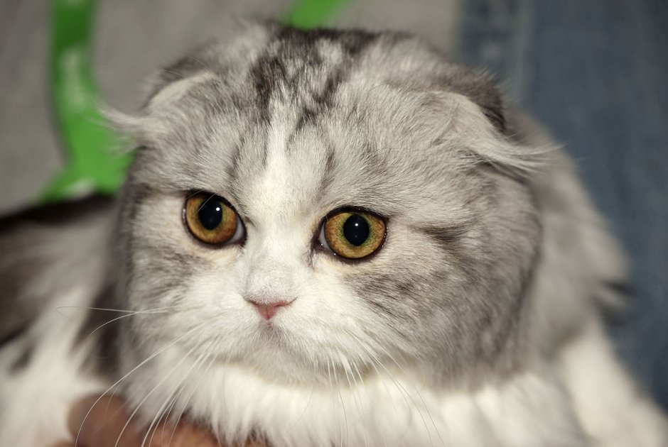 Шотландская вислоухая кошка длинношерстная
