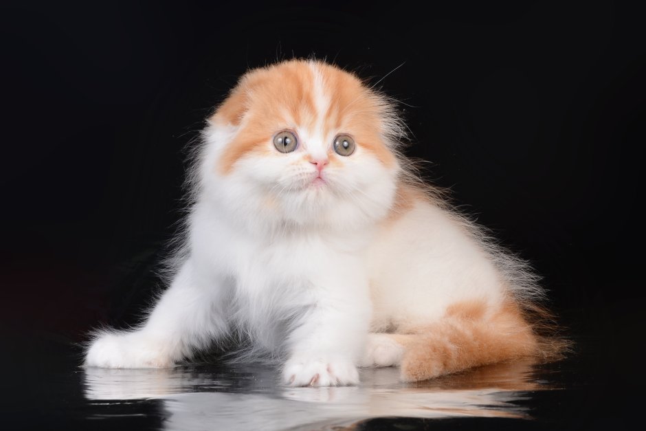 Выставка кошек в Эл Рио