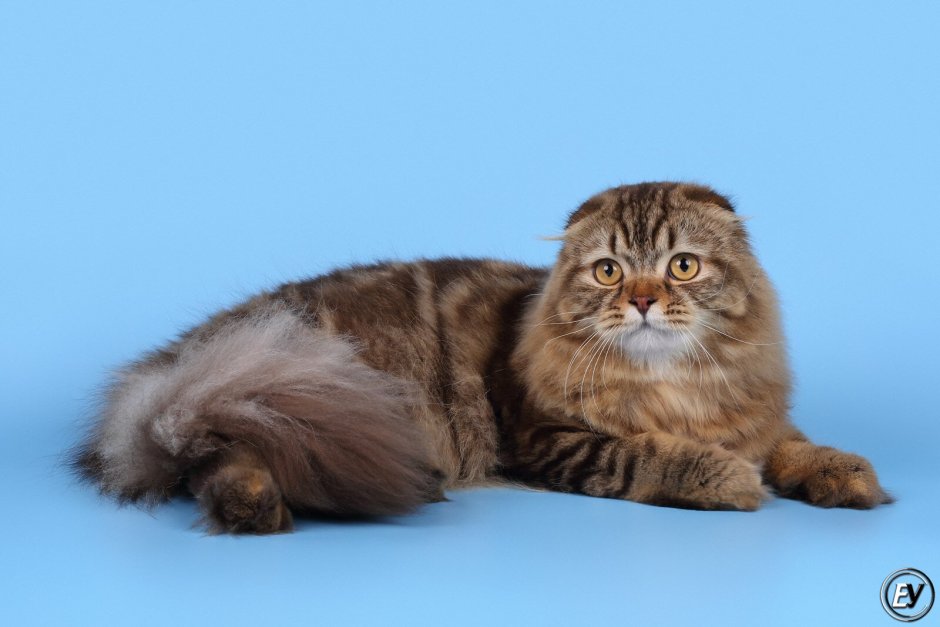 Шотландская вислоухая кошка длинношерстная