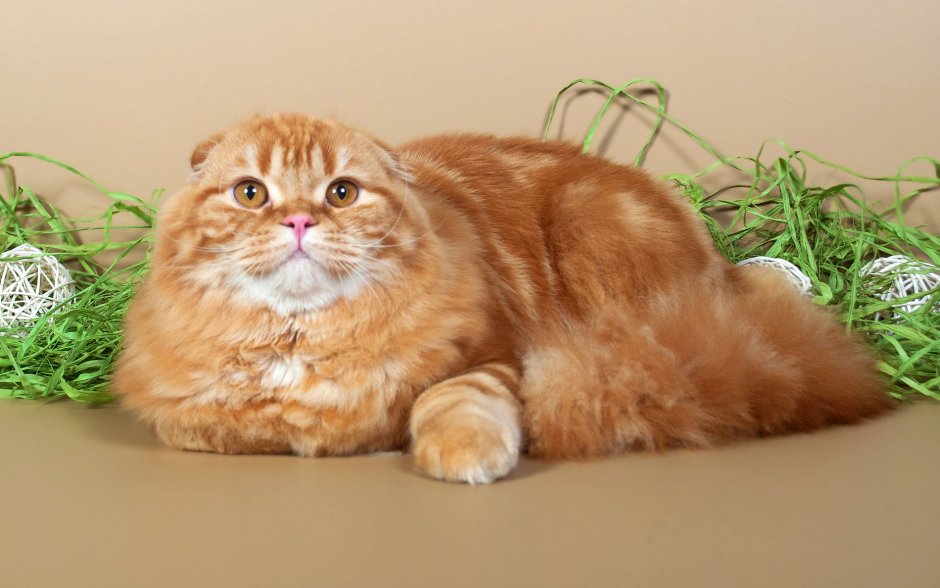 Шотландский вислоухий кот хайленд фолд