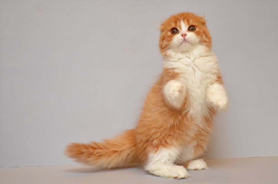 Шотландская вислоухая кошка хайленд фолд