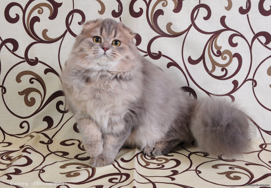 Шотландская вислоухая шиншилла длинношёрстная