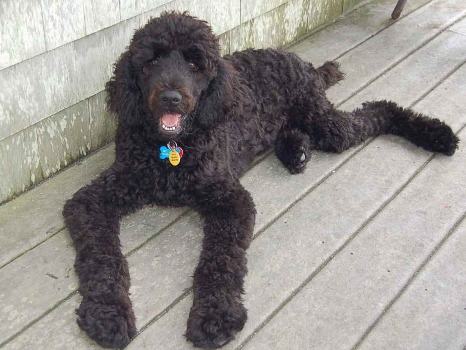 Poodle adopt me