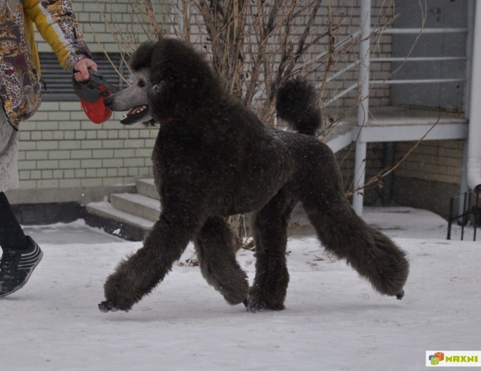 Королевский пудель не стиженный