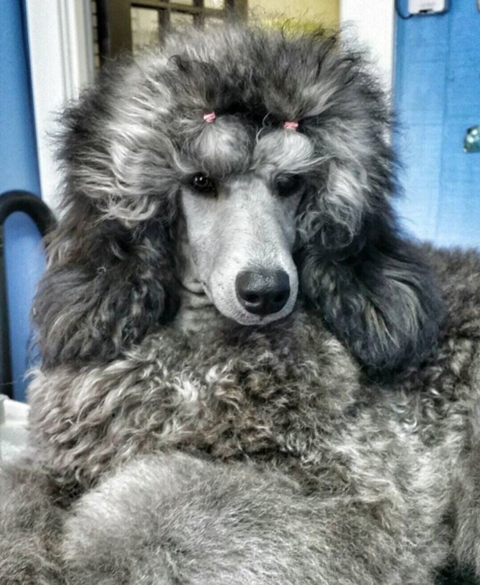 Королевский пудель японский