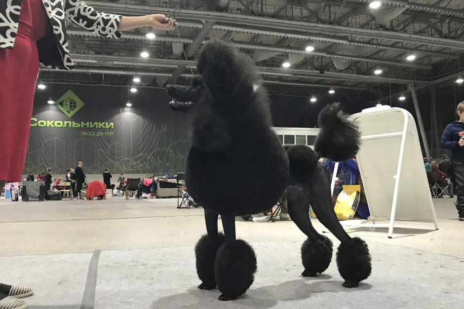 Королевский пудель нестриженный