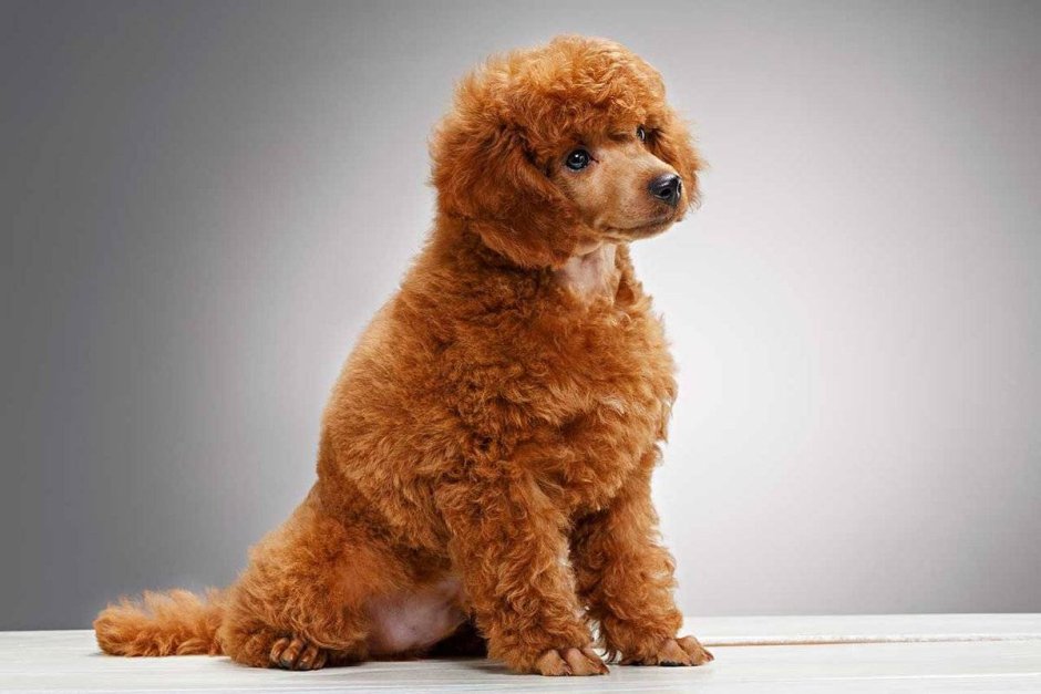 Белая кудрявая собака