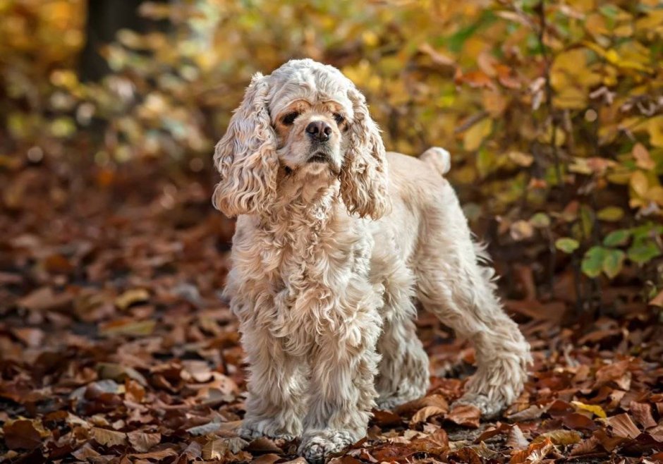 Лабрадудель пинчер